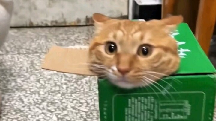 Who could possibly resist a "meow meow teaching assistant"!