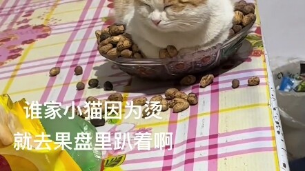 Kucing: Kasur ini panas sekali, tidak tahan lagi