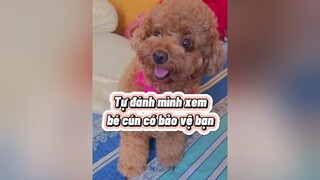 Khi bạn cố gắng bảo vệ chủ mà nó lại lừa mình lovedogs dogs thucung yeudongvat pet lovepoodle dog pets