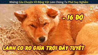 Hai Chú Chó Tội Nghiệp Lạnh Co Ro Giữa Trời Âm 16 Độ Đầy Tuyết || Review con người và cuộc sống