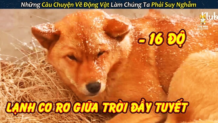 Hai Chú Chó Tội Nghiệp Lạnh Co Ro Giữa Trời Âm 16 Độ Đầy Tuyết || Review con người và cuộc sống