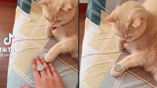 เหมียวน้อย น่ารักใจะลาย baby cat funny videos 2021 แมว