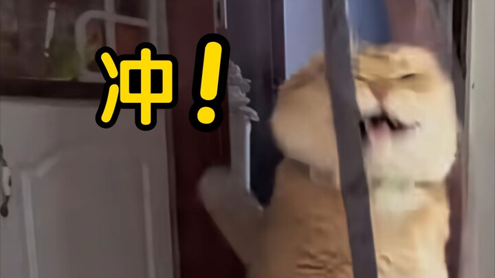 Kucing: “Nggak masalah, nekat aja, nyawa cuma satu!!”