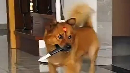 A scheming yet patriotic Chinese native dog!