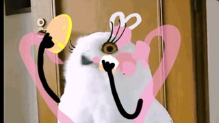 When Owls Get Hands | Birds of Prey Snowy Owl Animation Series