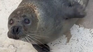 以前没觉得，现在发现海豹就是天生的喜剧演员！