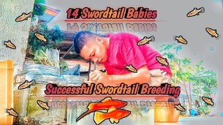 My Swordtail Molly Give Birth A Total Of 14 Swordtail Babies | Another Successful Breeding