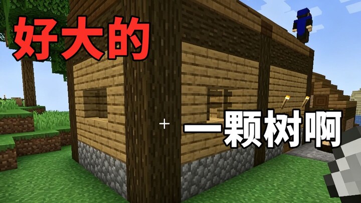 【Ngôi làng ngàn năm】Làng chúng tôi nhiều cây to quá, lại còn tiện chặt nữa