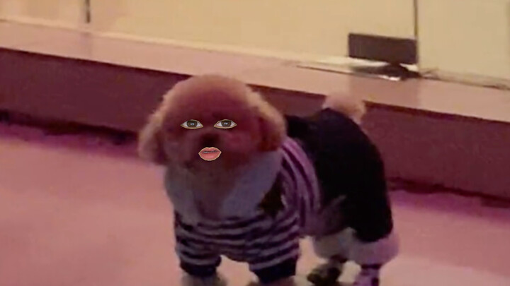 ลูกหมา: คุณกำลังยิ้มอยู่นะ!