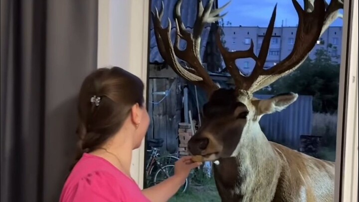 Ketika seekor rusa datang ke rumahmu untuk makan dan minum gratis...