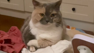 小霉猫这厢有礼了