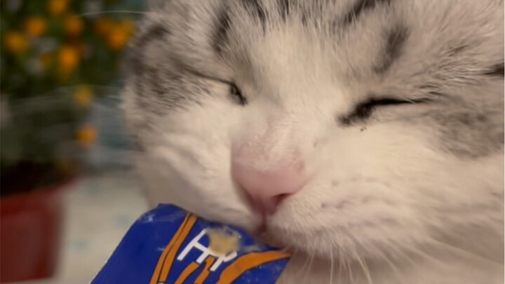 Being a pet parent is tough! Besides tricking them into drinking water, you even have to trick them 
