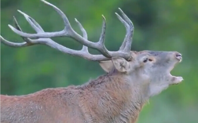 The deer softly call, a joyous deer call………………… Re-shared from QQ @Xiyeyoue