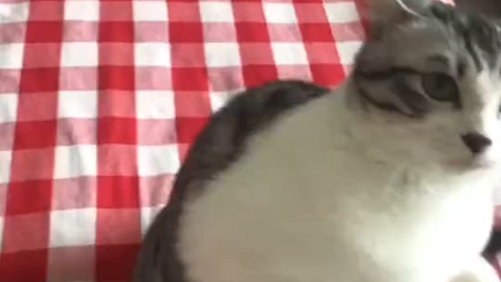 Cat: Come on—let’s settle this once and for all, to determine not just who’s better, but who lives a