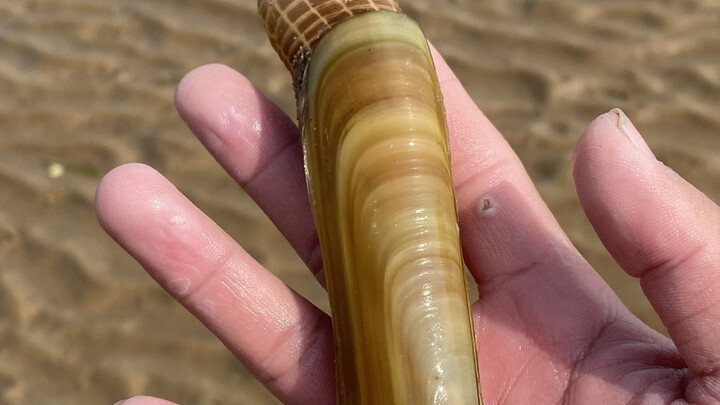 Pengumpul kerang, Pak Wang, menemukan gua tiram raksasa asli dan palsu lalu mengeluarkannya langsung