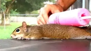 Making A Squirrel Pancake
