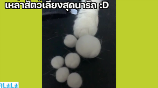 เหล่าสัตว์เลี้ยงสุดน่ารัก D