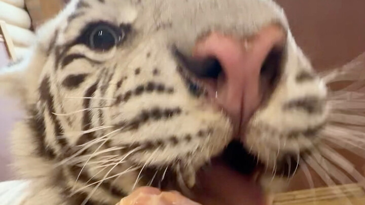 🦓: I’ll reluctantly forgive you 😗