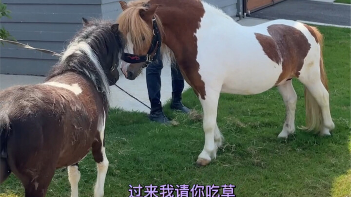 When the Blood-Sweating Horse Falls in Love