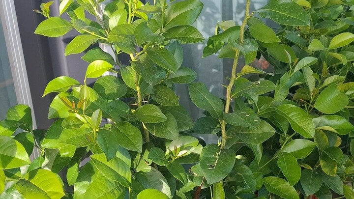 lemon tree in switzerland