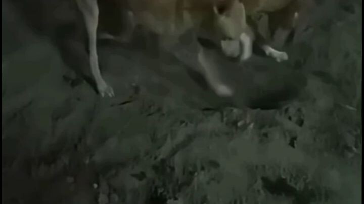 😆Mom Taught Them To Dig..But The Puppy Had Other Plans 🐶