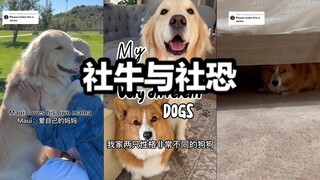 Di rumah ada dua anjing dengan kepribadian yang sangat berbeda, satu ekstrovert dan satu introvert