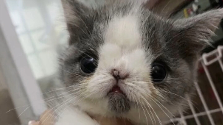 Two and a Half Years: I Raised the Cat That Was Once Rejected