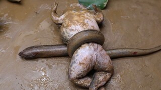 定格动画 下诱饵的锦鲤 淘气的小泥鳅惹祸上身 创意有趣视频