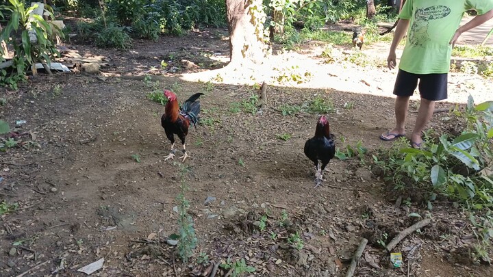 Sunday spar heavyweight straight sweater vs Peruvian muff