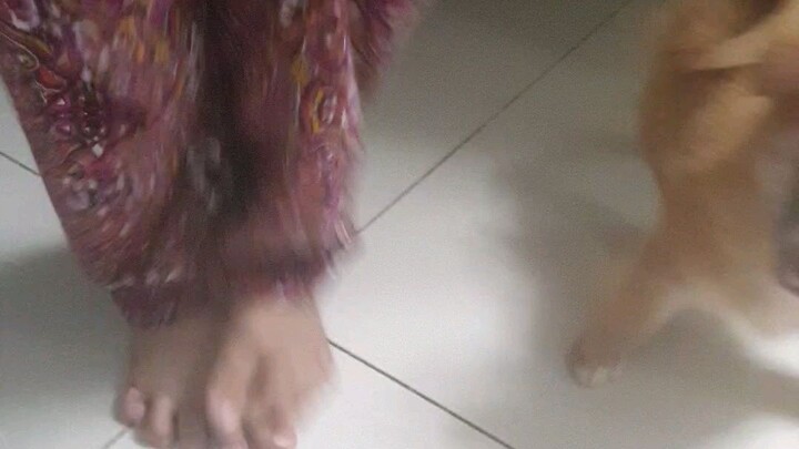 Titan hates peepads🐶🤣