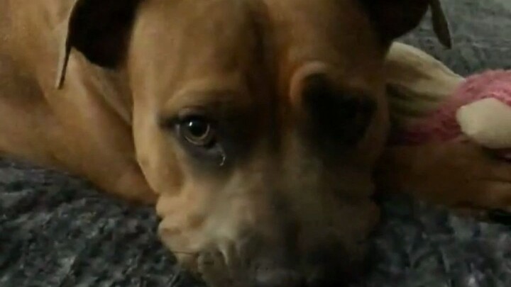 The dog has been keeping the toy its rescuer gave it all along!