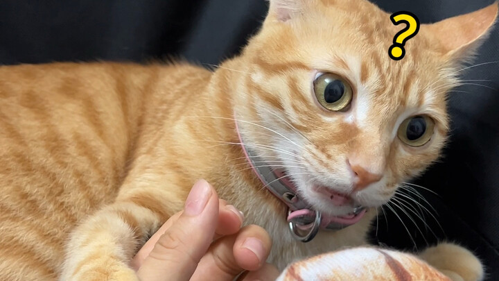 菠萝头：你到底有几只手