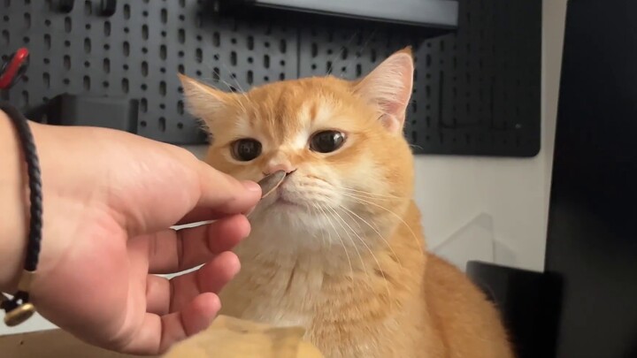 Excuse me, is this the cockroach from the south?