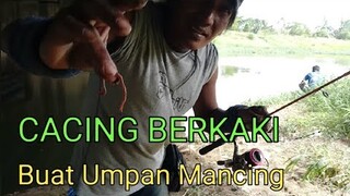 CACING BERKAKI Buat Umpan Mancing   Blands Hidayat