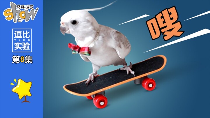 Apakah burung beo bisa bermain papan seluncur?? Setelah UP mengajarinya selama 5 menit, ia langsung 