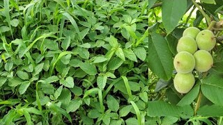 Rau Dền Quả Óc Chó Mọc Nhiều Ngoài Đường Nhật Bản | Út Đạt | Cuộc Sống Nhật | # 283