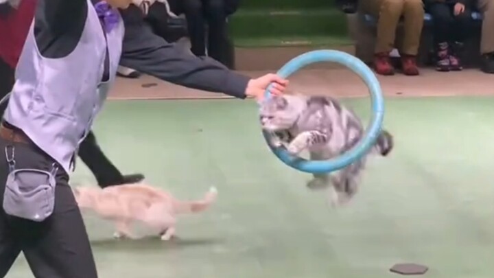 Kitten Improvisation Performance