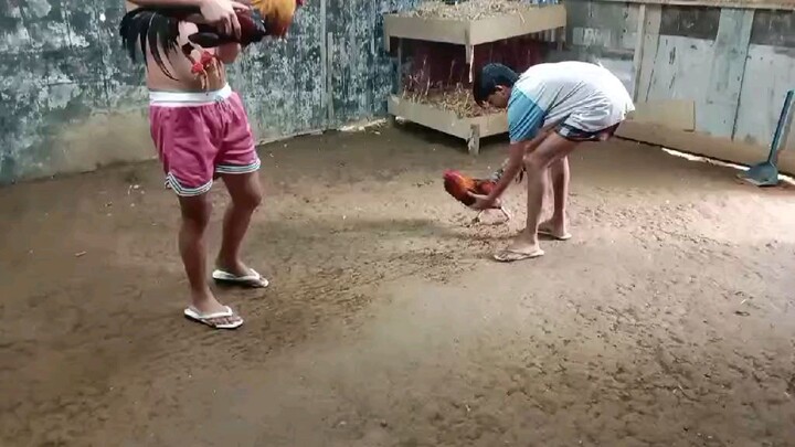 papawis muna