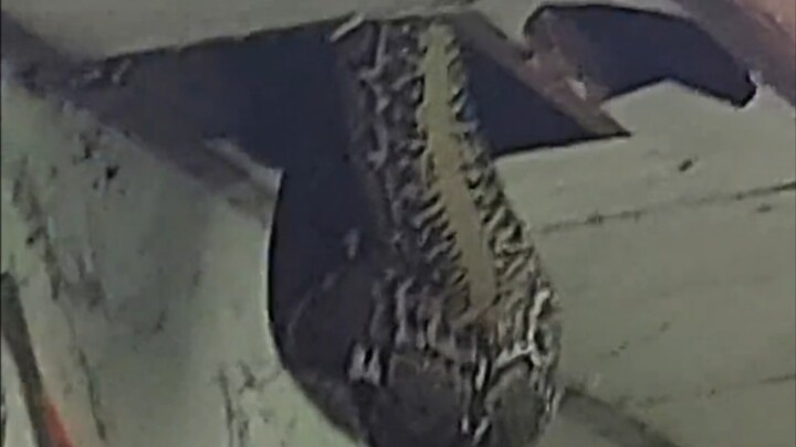 Trăn rình rập trên trần nhà, muốn dọa chết người luôn!!!