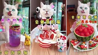 รวบรวมวิดีโอแมวน่ารักและตลก 😍🐶 แมวไม่ใช่แค่สัตว์แต่ยังเป็นเพื่อนกัน - ตอนที่ 171