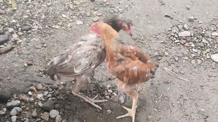 Bulik Brothers, dancing with Moulting Hen.