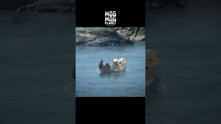 Sea otter - MOGMOG PLANET Observation Diary | It's Anime #shorts #anime #animals