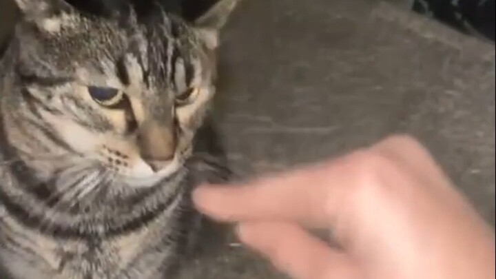 Cat: He’s been provoking me all along.