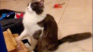 “努力在天赋面前不值一提”