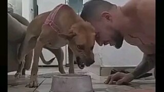 Video ini memiliki dua ekor anjing: satu anjing asli, satu anjing asli