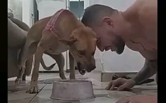Video ini memiliki dua ekor anjing: satu anjing asli, satu anjing asli