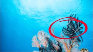 "From Fossils to Medicine: The Surprising Science of Crinoids (Sea Lilies)"