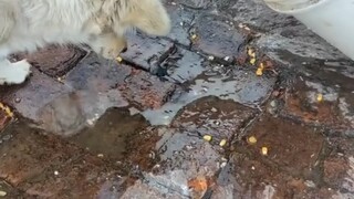 Apa yang dilakukan anjing-anjing di pedesaan saat bosan? Lihat! Inilah yang disebut profesional.