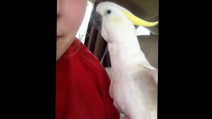 รวมคลิปเปี๊ยกบ้าเล่นจ๊ะเอ๋ (ตอนที่ 1)