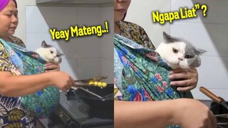 GEMES BANGET.!😂 Kucing Minta Digendong Emak Pas Lagi Masak Biar Dapet Ikan Goreng